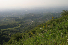 Ligularia heterophylla