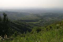 Ligularia heterophylla