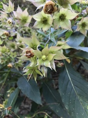 Trichodesma calycosum