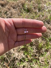 Nuttallanthus canadensis