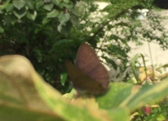 Anthene emolus goberus