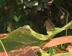 Anthene emolus goberus