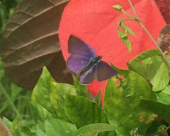 Anthene emolus goberus