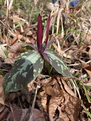 Trillium maculatum