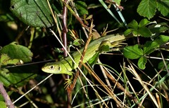 Lacerta bilineata