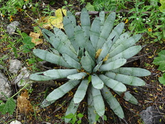 Agave macroacantha