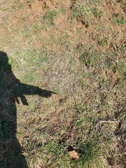 Microbryum curvicollum