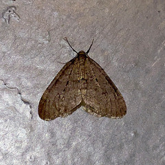 Operophtera brumata