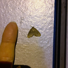 Operophtera brumata
