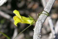 Neogaerrhinum filipes