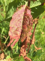 Rumex obtusifolius silvestris