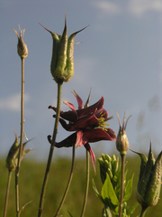 Aquilegia atrovinosa