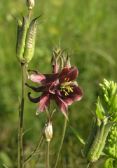 Aquilegia atrovinosa