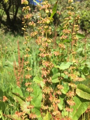 Rumex obtusifolius silvestris