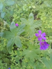 Geranium molle