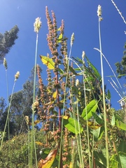 Rumex obtusifolius silvestris