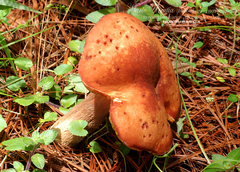 Aureoboletus projectellus