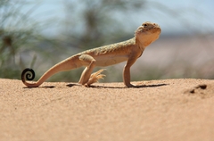 Phrynocephalus mystaceus