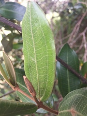 Miconia squamulosa