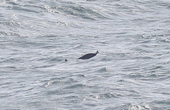 Stenella longirostris