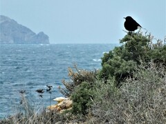 Oenanthe leucura