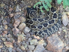 Crotalus molossus oaxacus
