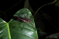 Acanthodiphrus conspersus