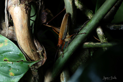 Ischnomela pulchripennis