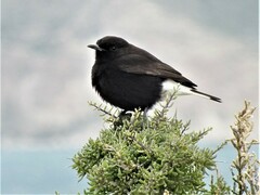 Oenanthe leucura