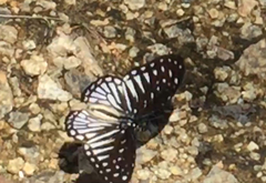 Graphium ramaceus pendleburyi