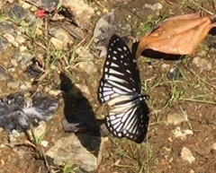 Graphium ramaceus pendleburyi