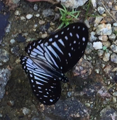 Graphium ramaceus pendleburyi