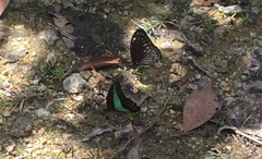 Graphium ramaceus pendleburyi