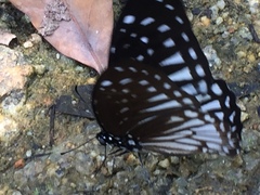 Graphium ramaceus pendleburyi