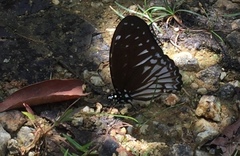 Graphium ramaceus pendleburyi
