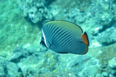 Chaetodon collare