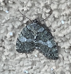 Hydriomena nubilofasciata