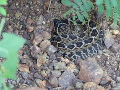 Crotalus molossus oaxacus