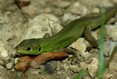 Lacerta bilineata
