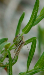 Crambus laqueatellus