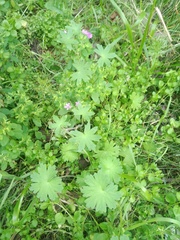 Geranium molle