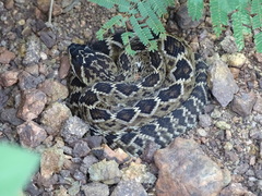 Crotalus molossus oaxacus