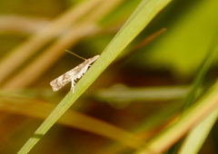 Neodactria luteolellus