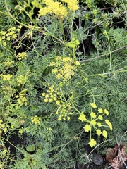 Ferula communis