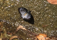 Graphium ramaceus pendleburyi