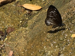 Graphium ramaceus pendleburyi