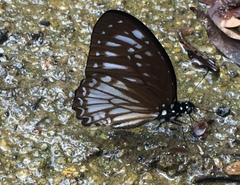 Graphium ramaceus pendleburyi