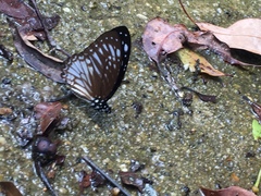 Graphium ramaceus pendleburyi