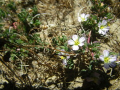 Frankenia pulverulenta