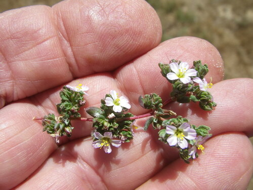 Swartland Sea Heath (Frankenia nodiflora)